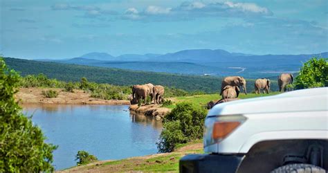 Addo Elephant National Park: Awesome Accommodation and Activities ...