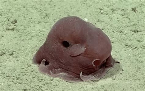 15 Interesting Dumbo Octopus Facts