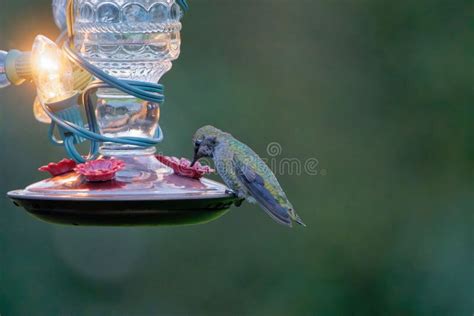 Bird Hummingbird Drinking Water Stock Image - Image of wildlife, water ...