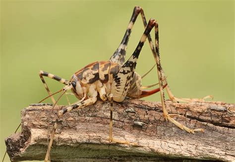 A Guide To Camel Crickets In New York & Connecticut | Parkway Pest Services