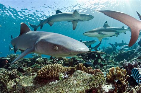 Are We Overvaluing Reef Sharks? | Hakai Magazine
