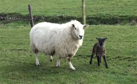 Geep, Geep! Rare Goat-Sheep Hybrid Born on Irish Farm - Modern Farmer