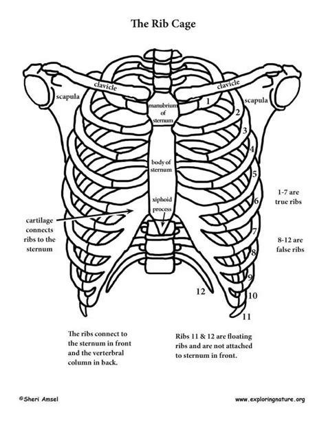 Rib Cage Diagram With Organs