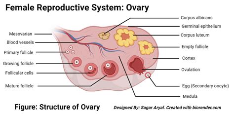 Female Reproductive Organ Anatomy, Parts, And Function, 41% OFF