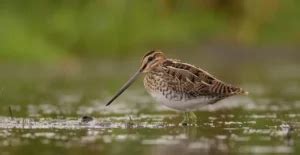 What Is A Snipe Bird? - My Bird Garden