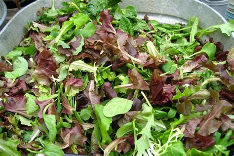 Organic Gourmet Mesclun Mix Seeds — San Diego Seed Company