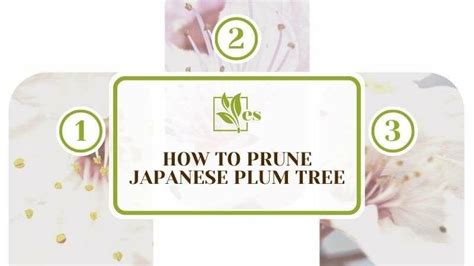 How To Prune Japanese Plum Tree: Comprehensive Guide