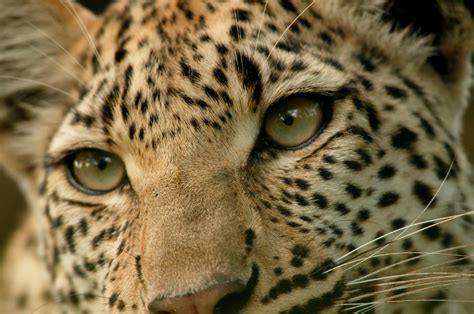 Close Up Of The Face Of A Leopard Photograph by Beverly Joubert