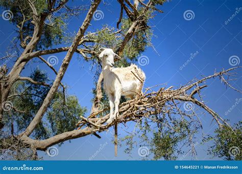 White Goat Up an Acacia Tree in Essaouira, Morocco Stock Image - Image of billy, arab: 154645221