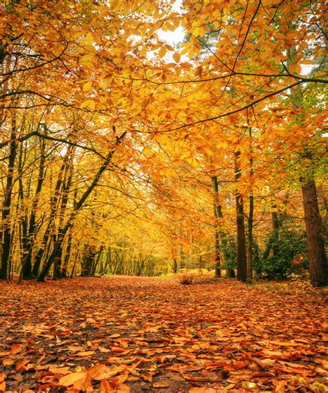 beautiful autumn fall forest scene Photo Background Photography ...