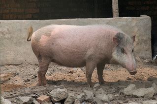 Hybrid Bearded Pig | Jong's Crocodile Farm, Sarawak, Borneo,… | Thomas ...