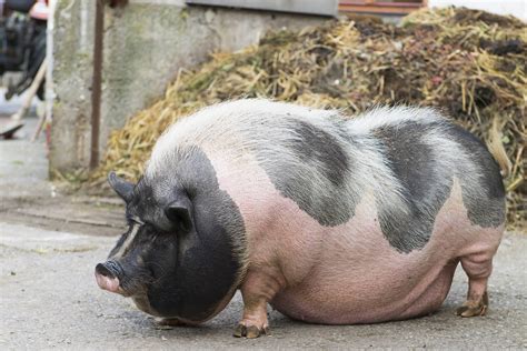 Vietnamese Potbelly Pigs - Curacao ZOO - [Parke Tropikal]