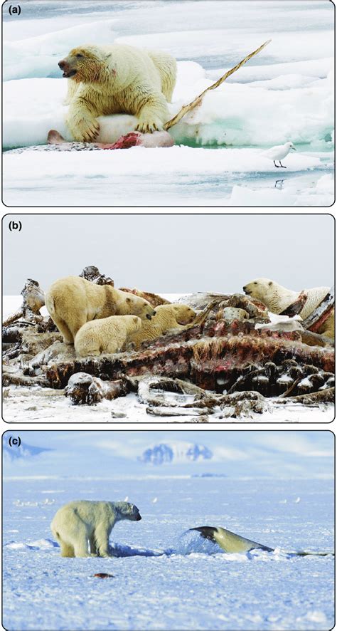 Polar bears scavenge large and small whales from many sources, such as... | Download Scientific ...