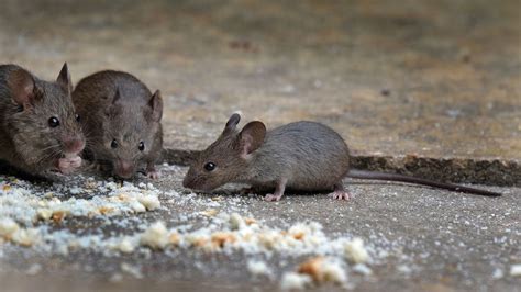 4 Signs You Have a Mice Infestation Problem in Your Home - Colorado ...