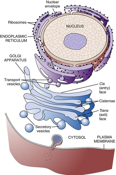 Cell Structure and Function | Basicmedical Key