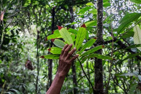 Ecuador Amazon Rainforest Guide for an Unforgettable Jungle Adventure