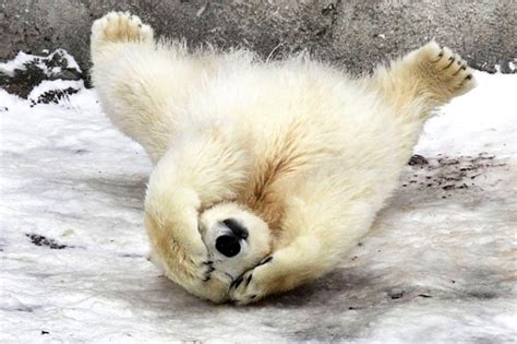 Polar bear funny cool gallery pictures | DAILY NEWS