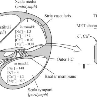 (PDF) Endolymph Composition: Paradigm or Inevitability?