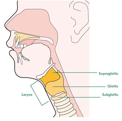 Larynx