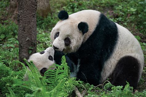 3 Places to See China's Giant Pandas