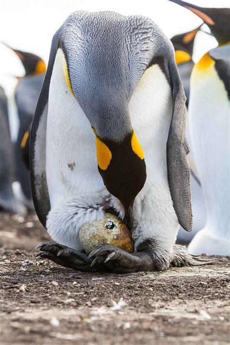 King Penguin Hatching | King penguin, Penguins, King