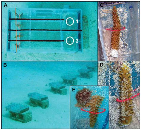 Enhanced susceptibility to predation in corals of compromised condition ...