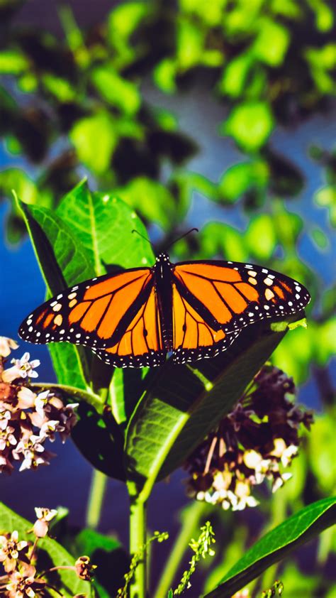 🔥 [23+] Monarch Butterfly Wallpapers | WallpaperSafari