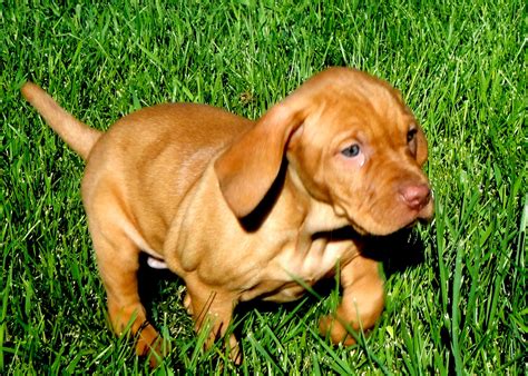 OUTDOORSMAN Kennels | Hungarian Vizsla Breeders | Vizsla Puppies For Sale