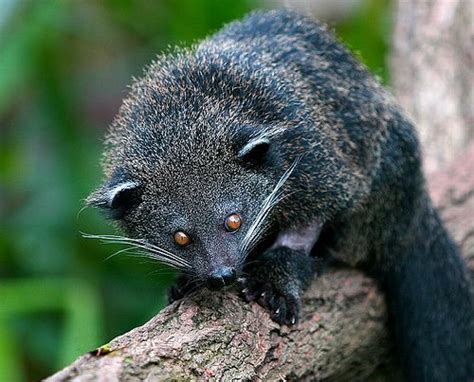 rhamphotheca: eximago: The Binturong (Arctictis binturong) The ...