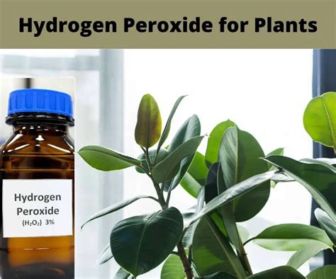 How to Use Hydrogen Peroxide For plants - The Contented Plant