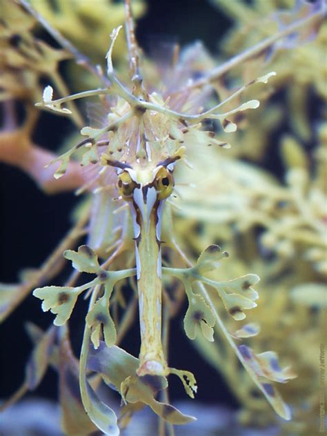 Leafy Sea Dragon front view, Phycodurus eques