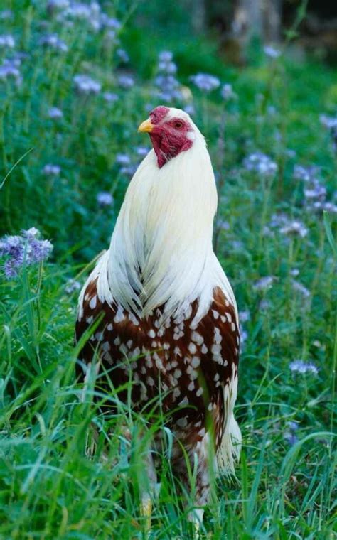 Yokohama Chickens: Profile, Uses, Varieties & Care Guide