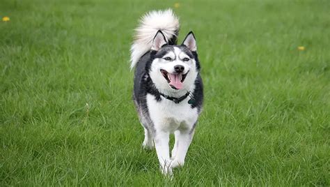 Why Does My Husky Has Diarrhea? - Unraveling Concerns!