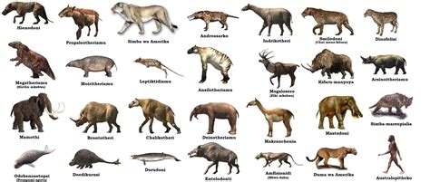 Realfoodworks.com | Classification of Mammals