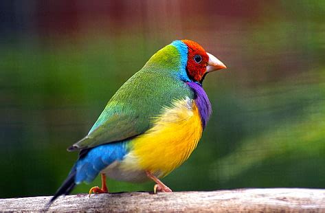 Online crop | HD wallpaper: Blue--yellow-macaw-bird-flying, nature, parrot, green, animals ...