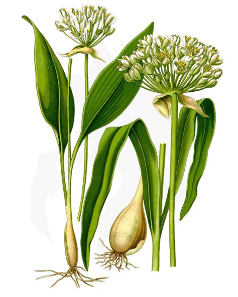 Wild Garlic - A Foraging Guide to Its Food, Medicine and Other Uses