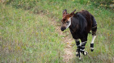 Running Okapi | I hung around the Okapi exhibit for a long t… | Flickr