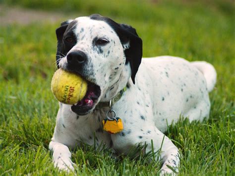 10 Uses for the Dalmatian Dog, What Are They? | Pouted.com