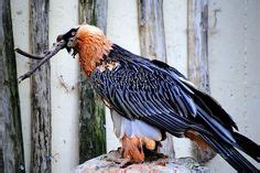 73 Vultures ideas | vulture, pet birds, birds of prey