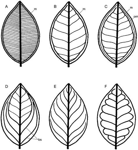 Types of Leaves Veins