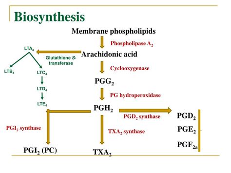 PPT - Prostaglandins PowerPoint Presentation, free download - ID:5202959