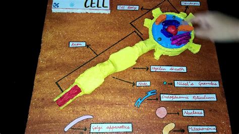 Nerve Cell Model Cell Model Cell Model Project Cells