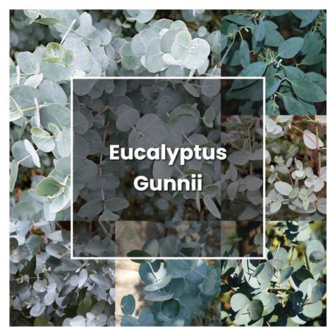 How to Grow Eucalyptus Gunnii - Plant Care & Tips | NorwichGardener