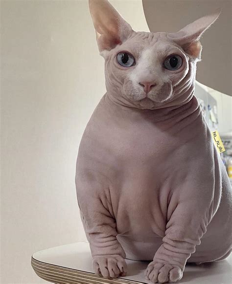 This cat is wearing a skin sweater : r/PaymoneyWubby