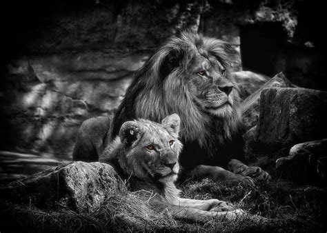 Free Images : nature, black and white, wildlife, wild, zoo, africa, mane, darkness, predator ...