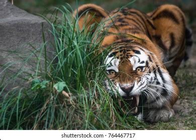 Sumatran Tiger Prowling Stock Photo 1122330680 | Shutterstock