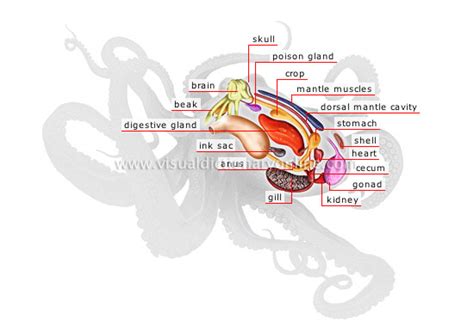 Nervous system/sensory Capability - Octopus