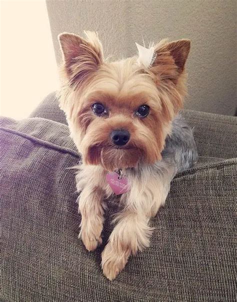 Yorkie Haircuts Pictures - Coolest Yorkshire Terrier Haircuts