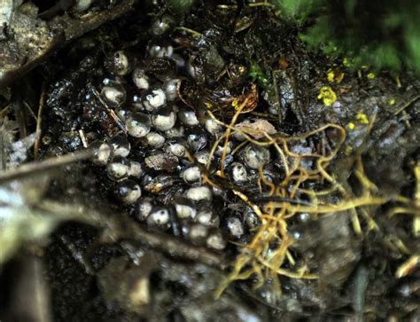 Rare marbled salamander surfaces in Danbury - NewsTimes