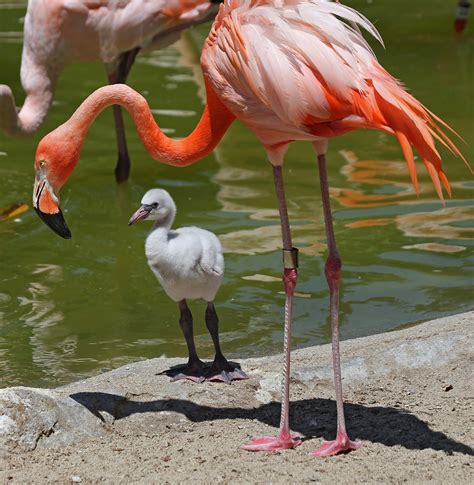 Pictures and information on American Flamingo